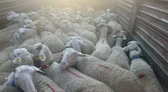 Kırklareli'nde Kaçak Hayvan Sevkine 105 Bin Lira Ceza