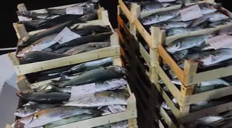 İğneada'da Lüfer Avında Bereket Yaşanıyor