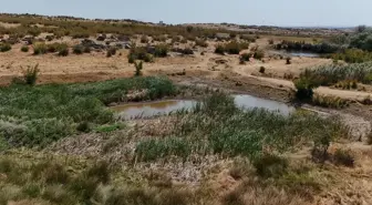 Kırklareli'nde Sazlık Göleti Kuruma Noktasına Geldi
