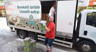 Kırkpınar Yağlı Güreşleri için 2 Ton Zeytinyağı Hazırlandı