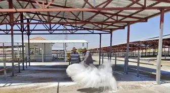 Kırşehir Canlı Hayvan Pazarı, Şap Hastalığı Tedbirleri Sonrası Yeniden Açılıyor