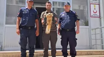 Yaralı Kızıl Şahin Kırşehir'de Tedavi Altına Alındı