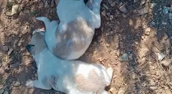 Kırşehir'de Menfeze Sıkışan İki Köpek Kurtarıldı