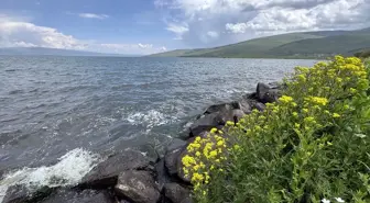 Çıldır Gölü'nde Kışın Buz Tutan Yüzeyin Yerini Yazın Çiçekler Aldı