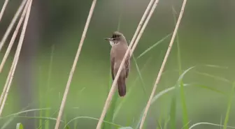 Iğdır'da Küçük Kuşun Göçü Takip Edildi