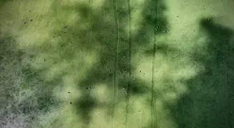 Kızılırmak Deltası Kuş Cenneti'nde Yaz Güzellikleri