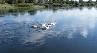 Kızılırmak Deltası Kuş Cenneti'nde Sonbahar Göçü Başladı