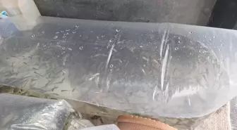 Kızılırmak Deltası'na 6 Bin Yavru Sazan Salındı