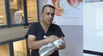 Veteriner Hekim, Sokak Hayvanlarını Ücretsiz Tedavi Edip Sahiplendiriyor