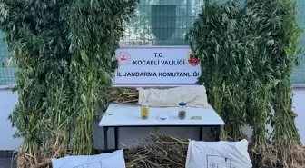 Kocaeli'de Uyuşturucu Operasyonu: 12 Kilo Esrar Ele Geçirildi