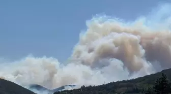 Kocaeli'de Orman Yangınına Hızlı Müdahale