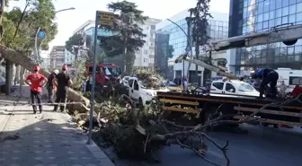 Gebze'de Seyir Halindeki Aracın Üzerine Ağaç Devrildi