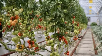 Darıca'da Yağmur Suyu ile Topraksız Tarım Dönemi