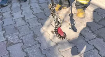 Seydişehir'de Evin Bodrumuna Giren Yılan Yakalandı
