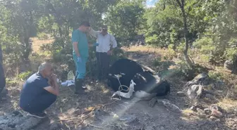 Kaybolan İnek Jandarma Dronu ile Bulundu