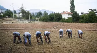 Konyaaltı Belediyesi Yöreye Özgü Çandır Fasulyesi Ekti