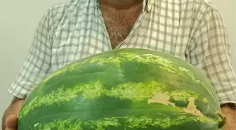 Adana'da 24 Kilo Ağırlığında Karpuz Üretildi