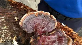 Adana'da Cezaevi Bahçesinde 'Reishi Mantarı' Üretimi Başladı