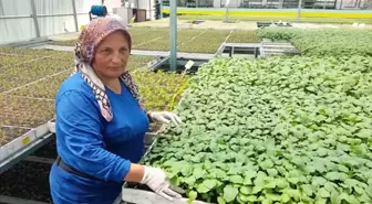 Kumluca'da Çiftçiler, Sıcak Havalara Rağmen Fide Yetiştiriyor