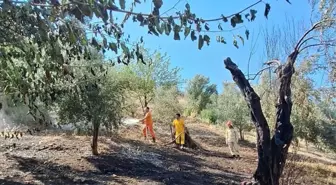 Kumluca'da Tarım Arazisinde Yangın Kontrol Altına Alındı