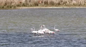 Ulaş Gölü'nde Flamingo Gözlemi ve Balık Ölümleri