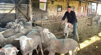 Kurbanlık Satışıyla Düğün Masraflarını Çıkarmayı Hedefliyor
