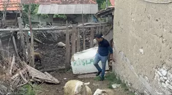 Kurtlar Domaniç'te 11 Koyunu Telef Etti, 14'ünü Yaraladı