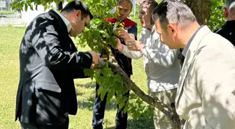 Samsun'da Kahverengi Kokarca ile Mücadelede Samuray Arıcıları Doğaya Salındı
