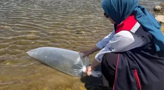 Ladik Gölü ve Göletlere 100 Bin Sazan Balığı Salındı