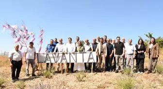 Ladik'te Lavanta Bahçesi Açıldı