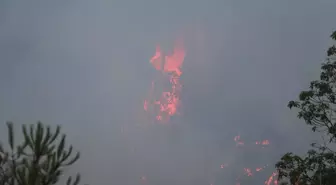 Suriye'nin Lazkiye Bölgesinde Orman Yangınları Devam Ediyor