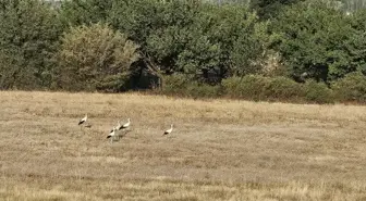 Malatya'nın Esentepe Mahallesi'nde 6 Yıl Sonra Leylekler Geri Döndü