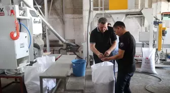 Karaduman Ayçiçeği Çeşidi Hastalıklara Karşı Toleranslı Hale Getirildi
