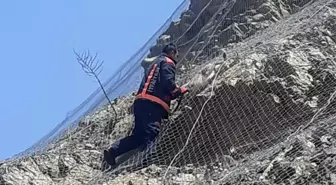 Malatya'da Yaban Keçileri Kurtarıldı