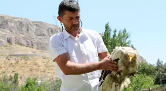 Malatya'da Nesli Tükenme Tehlikesi Altındaki Beyaz Akbaba Koruma Altına Alındı