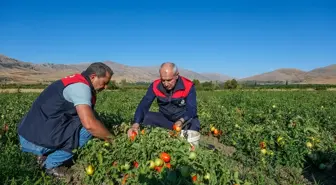 Malatya'da Tarım Projeleri ile Domates ve Çilek Üretimi Artıyor
