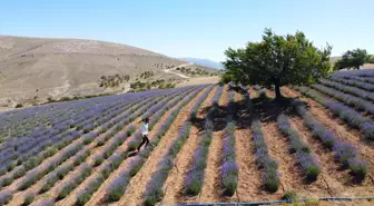 Malatya'da Genç Çiftçinin Lavanta Üretimiyle Kırsal Kalkınma Çabaları