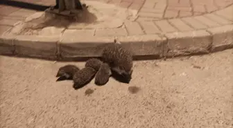 Manavgat'ta Anne Kirpi ve Yavruları Kurtarıldı