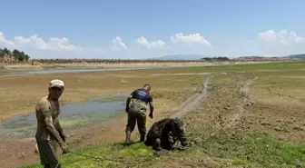 Bataklığa Saplanan Katırlarını Kurtarmak İsterken Mahsur Kaldı