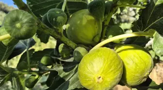 Turgutlu'da 'Yediveren İnciri' Hasadı Başladı