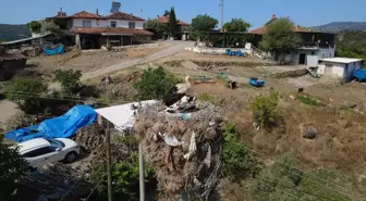 Manisa'da yıllardır aynı direğe yuva yapan leylekler için enerji hattının yeri değiştirildi