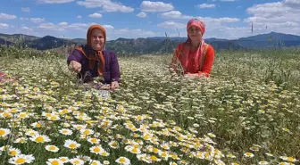 Demirci'de Kadınlar Papatya Hasadında Geçimlerini Sağlıyor