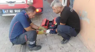 Nusaybin'de Tuvalete Sıkışan Yavru Kedi Kurtarıldı