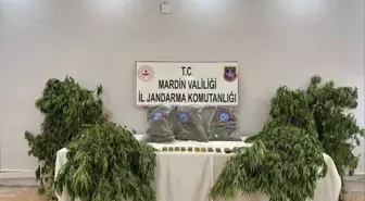 Mardin Derik'te Uyuşturucu Operasyonu: 1 Tutuklama