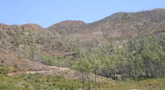 Marmaris'te Yangın Sonrası Ormanlar Yeniden Yeşeriyor