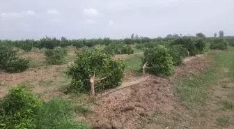 Mandalina Bahçesine Gizli Saldırı: 460 Ağaç Kesildi