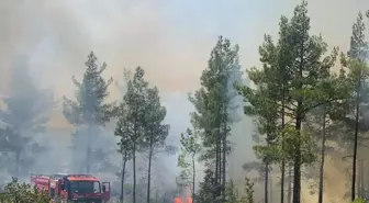 Mersin Gülnar'da Orman Yangını Kontrol Altına Alındı