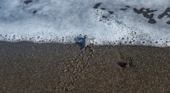 Mersin'de Yeşil Deniz Kaplumbağası Yavruları Denizle Buluşuyor