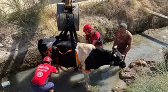 Mersin'de Sulama Kanalına Düşen İnek Kurtarıldı