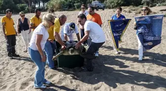 Mersin'de Uydu Takip Cihazı ile İzlenecek Yeşil Deniz Kaplumbağası ‘Alata’ Denize Bırakıldı